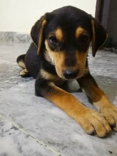 Rottweiler Puppy in Top Quality Mix Breed 0