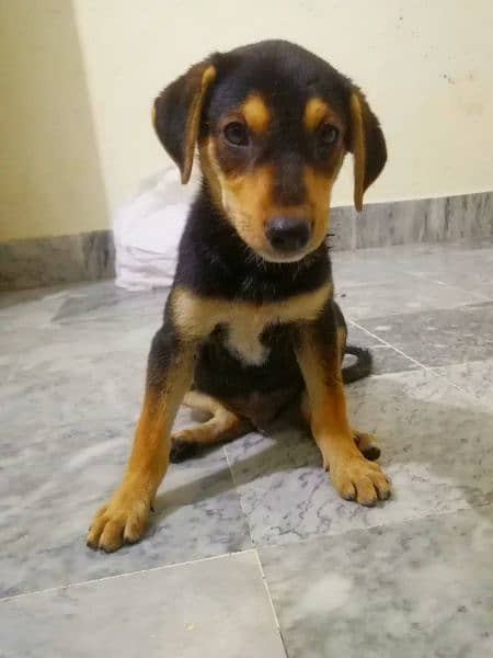 Rottweiler Puppy in Top Quality Mix Breed 3
