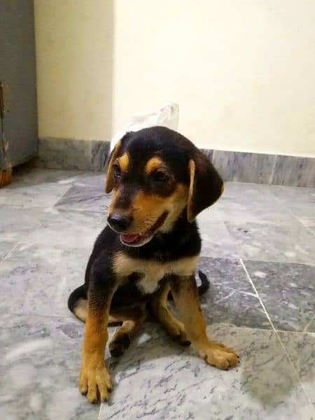 Rottweiler Puppy in Top Quality Mix Breed 5