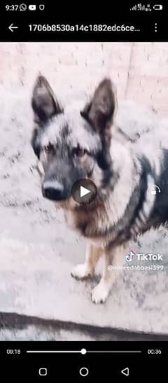 Belgium Shepherd full active guard dog