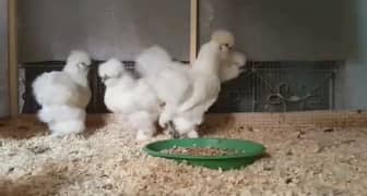 silkie chicks