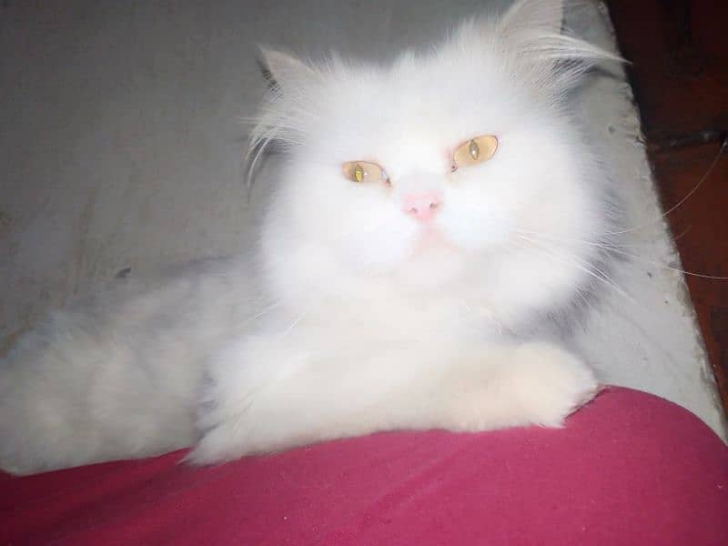 White Cat of 6 month 1