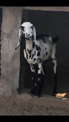 desi goat (bakari) sahiwal
