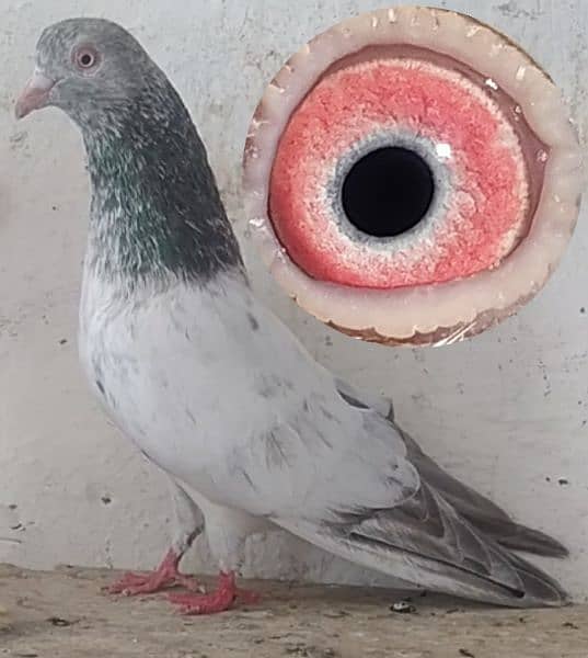 kamanger + teddi pigeons 10