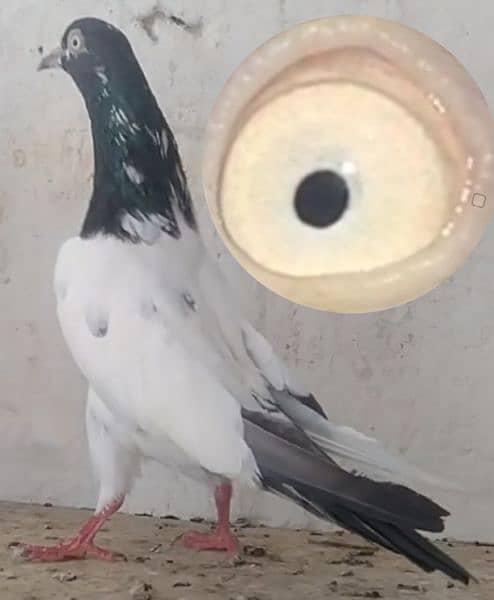 kamanger + teddi pigeons 11
