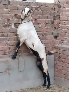 best rajanpori goat for sale 0