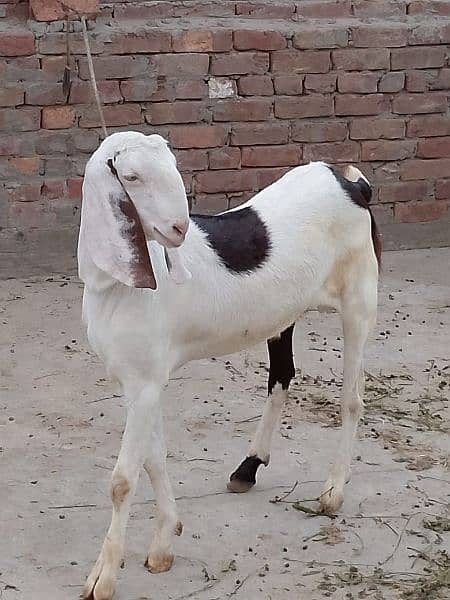 best rajanpori goat for sale 1
