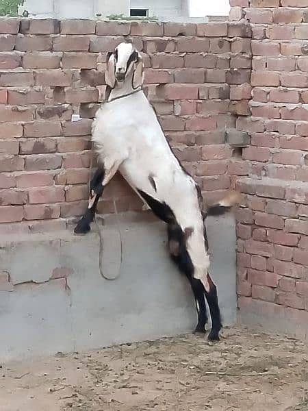 best rajanpori goat for sale 2