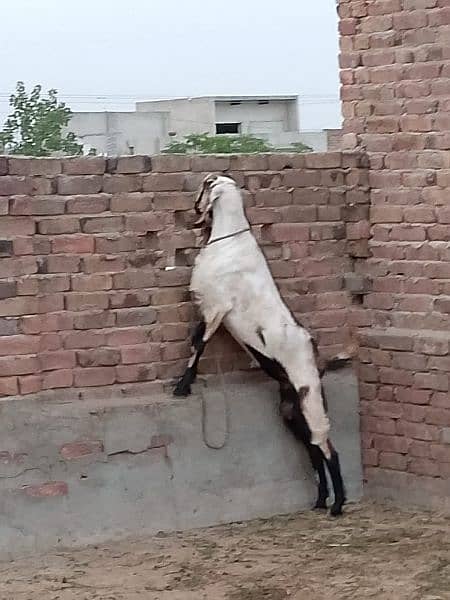 best rajanpori goat for sale 3