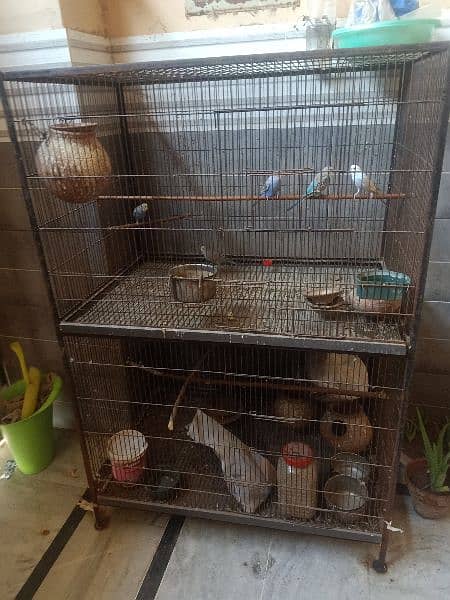 Birds cage/Cage 4