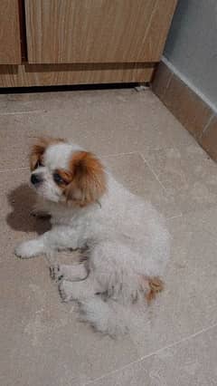 SHIHTZU dog for sale price can be bargain 0