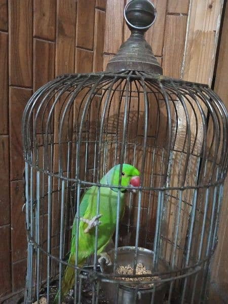 parrot 0