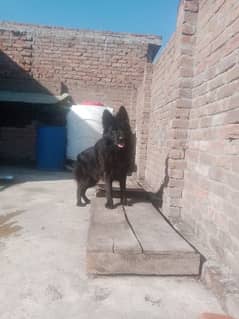 black long coat German shepherd dog for sale
