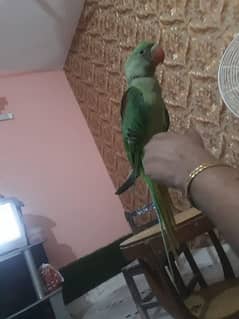 Alexander parrot. 2 months Ka hai