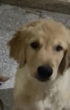 Golden retriever puppy for sale (4 months, fully vaccinated)