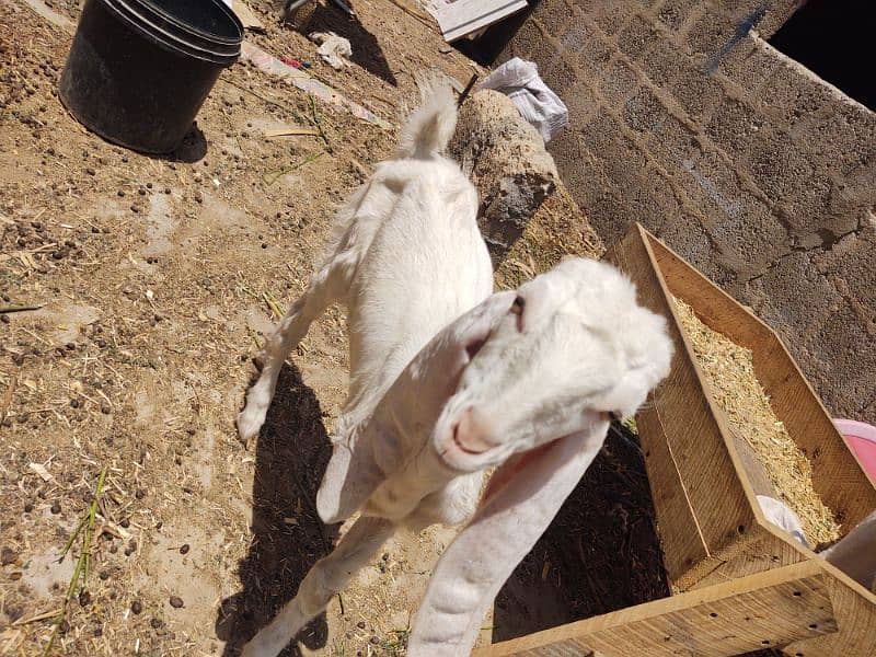 goat for sale 4