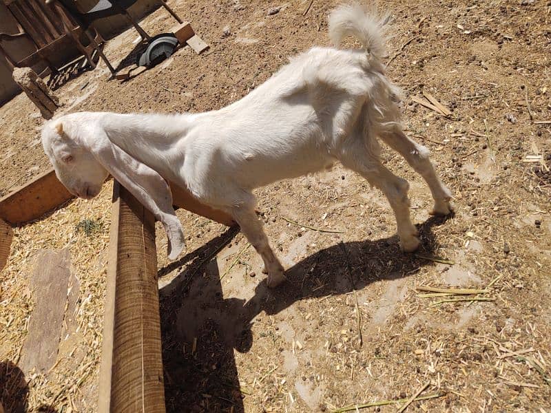 goat for sale 5
