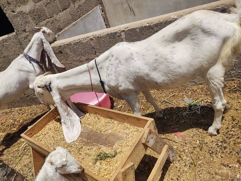 goat for sale 6