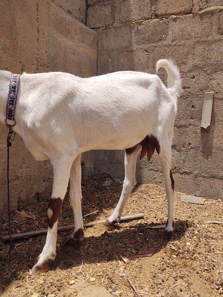 goat for sale 8