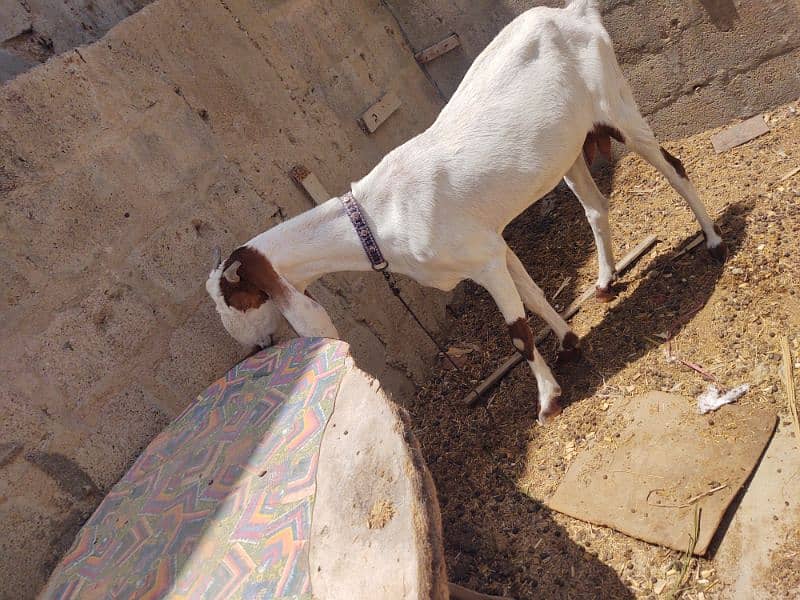 goat for sale 9