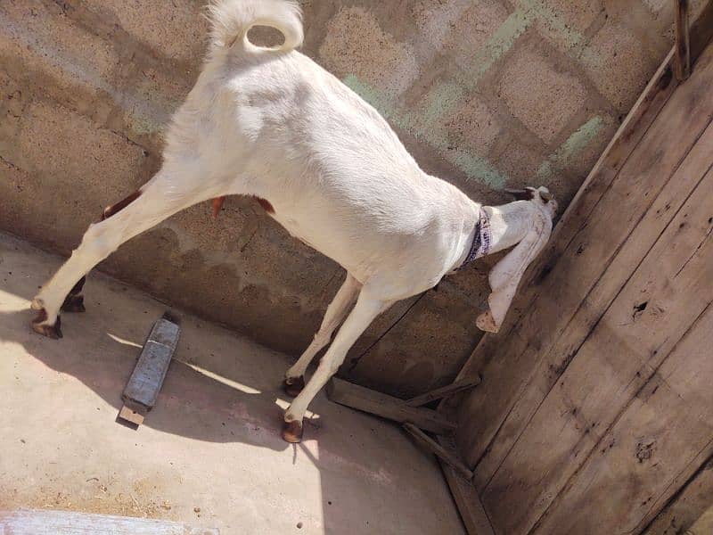 goat for sale 10