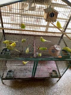 3pairs and adult ready to breed chicks
