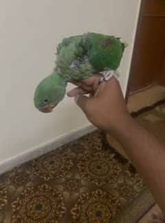 Alexandrine chicks / Parrot for sale / Raw chicks for sale