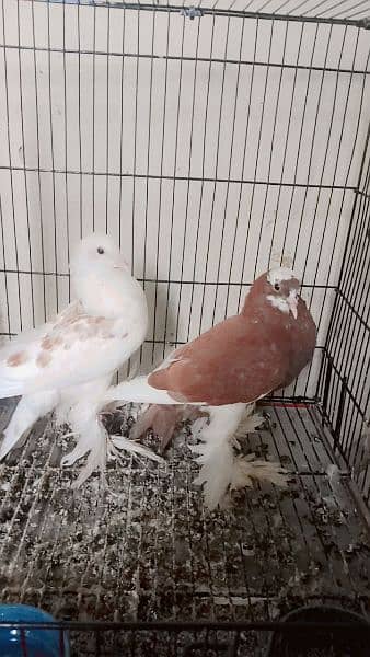 fancy pigeons for sale 2