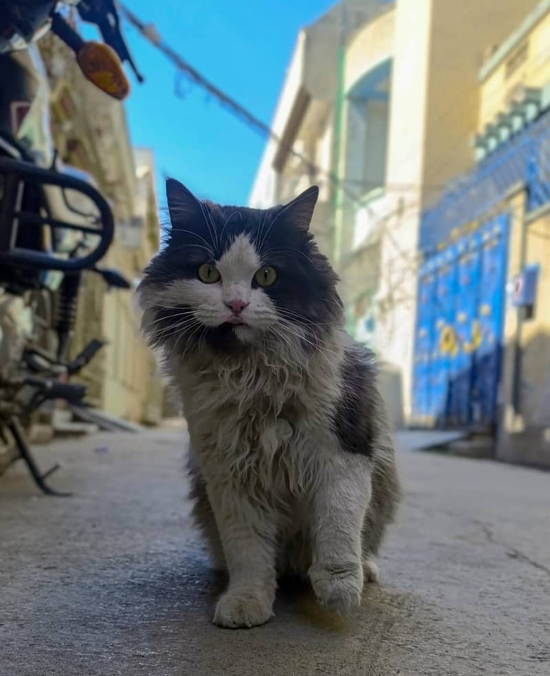 Persian Cat 1