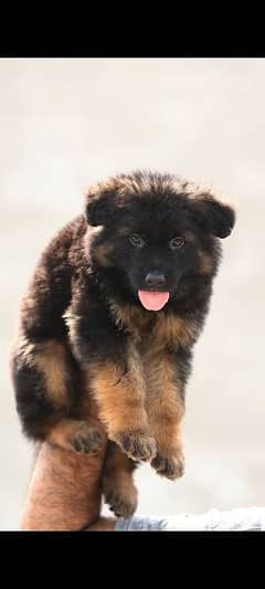 German shepherd pink pedigree female puppy For Sale 0
