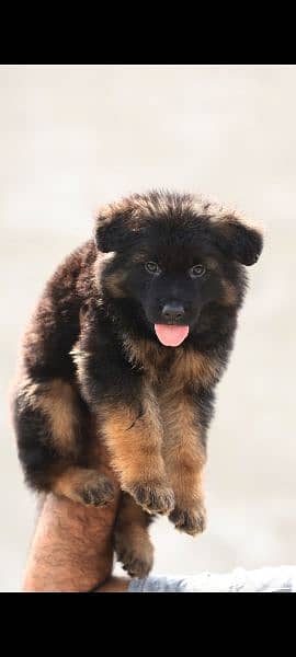 German shepherd female puppy available For Sale 0
