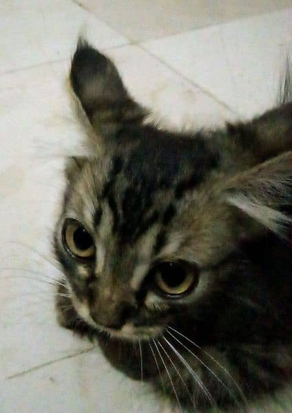 Persian light black kitten (urgent) 1