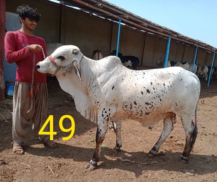Best Qurbani Bulls | Cow | Bachia | Janwar | sahiwal cow | Bachra 9