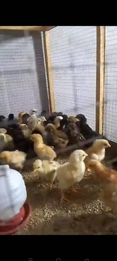 golden misri chicks