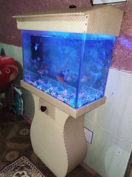 2 fit by 2 fit and Air Filter+LED goldfish pair and koi pair 6fish 19