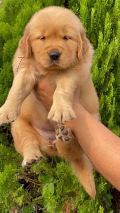 American Golden Retriever Puppy