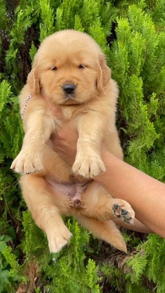 American Golden Retriever Puppy 3