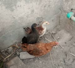 Small Child-Friendly Hens For Sale 0