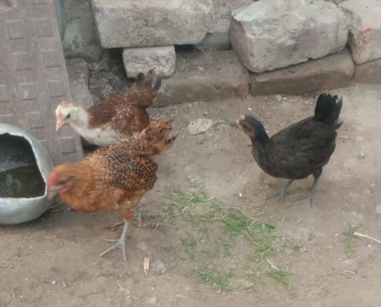 Small Child-Friendly Hens For Sale 1