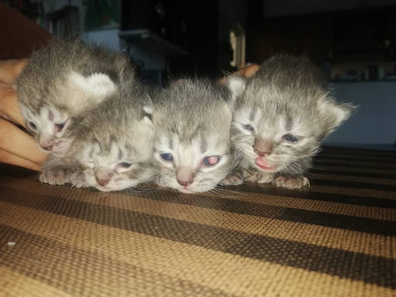 Norwegian kittens 3