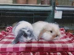 Loin lop Rabbit baby pair so beautiful healthy active cute