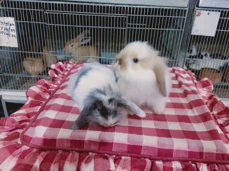 Loin lop Rabbit baby pair so beautiful healthy active cute 1