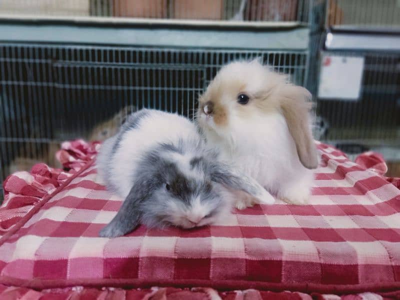Loin lop Rabbit baby pair so beautiful healthy active cute 2