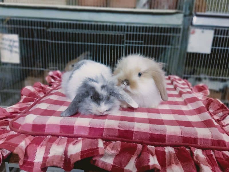 Loin lop Rabbit baby pair so beautiful healthy active cute 3