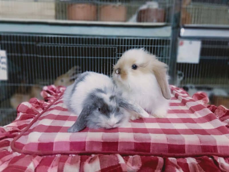 Loin lop Rabbit baby pair so beautiful healthy active cute 4