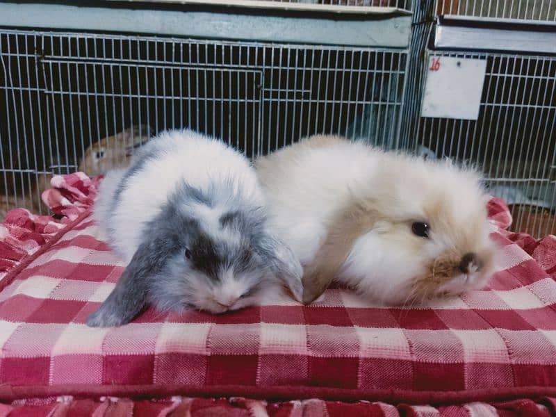 Loin lop Rabbit baby pair so beautiful healthy active cute 5