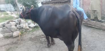 Buffalo for sale with 3 months baby