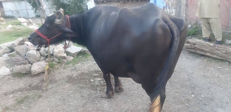Buffalo for sale with 2 months baby 1