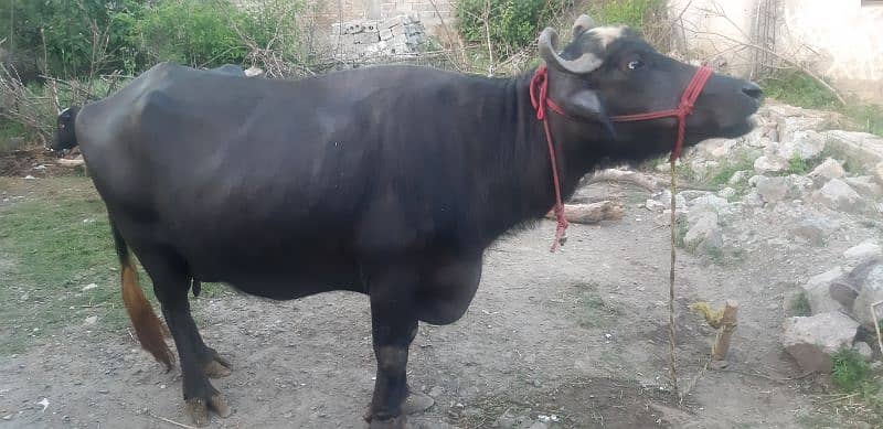 Buffalo for sale with 2 months baby 2