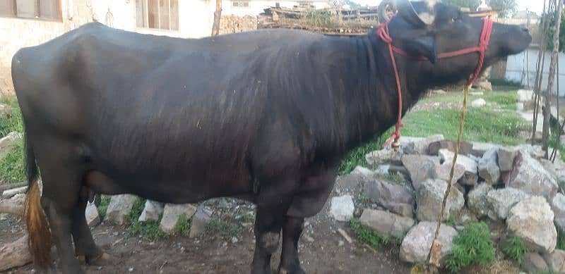 Buffalo for sale with 2 months baby 3